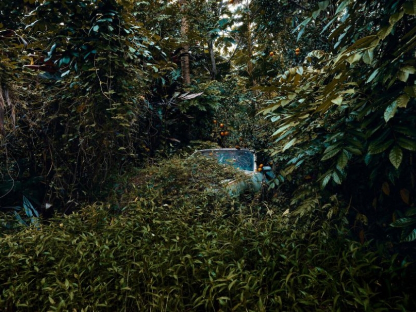 Abandoned cars in the Hawaiian jungle: a photographic project of Thomas Strigelsky Abandoned cars in the Hawaiian jungle: a photographic project of Thomas Strigelsky