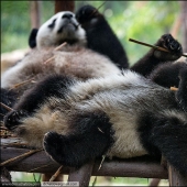 About the full realm of laziness