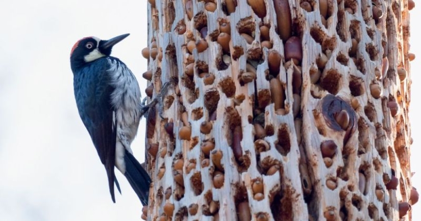 Acorn woodpeckers, or How to build socialism on a particular tree Acorn woodpeckers, or How to build socialism on a particular tree