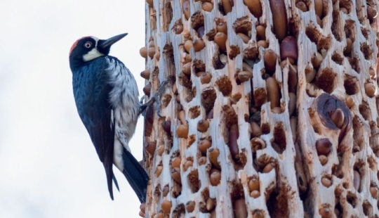 Acorn woodpeckers, or How to build socialism on a particular tree