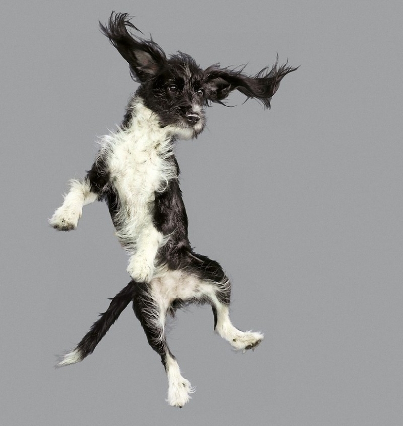 Adorable flying dogs