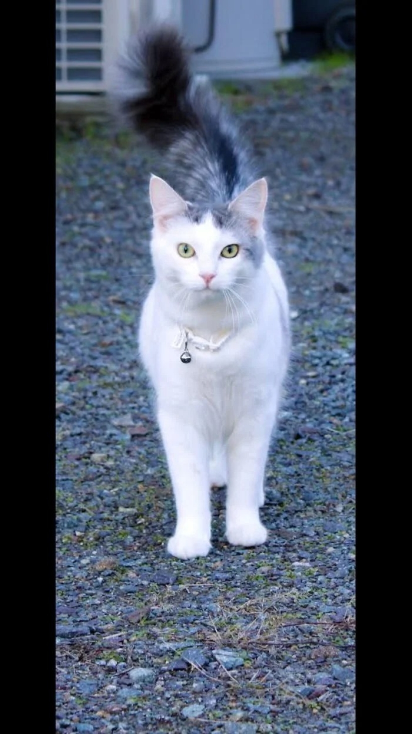 "Adventurous kitty is looking for a couple..." — profiles of cats on dating sites