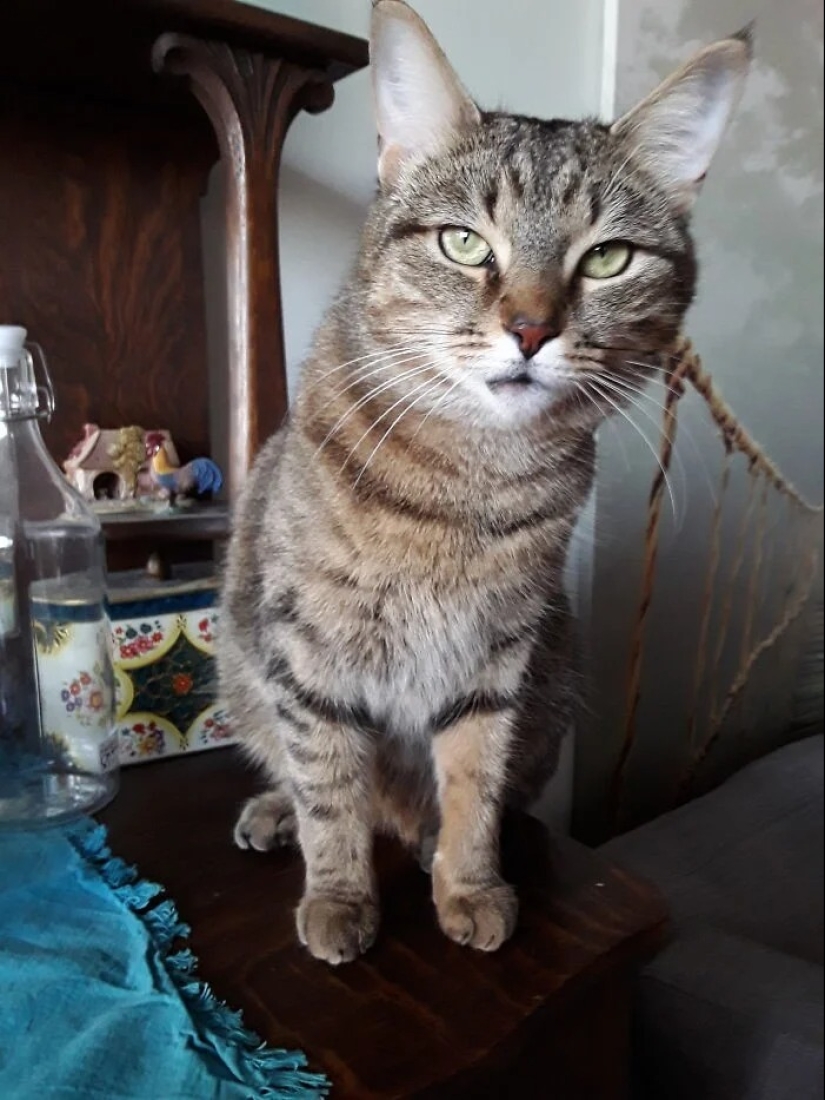 "Adventurous kitty is looking for a couple..." — profiles of cats on dating sites