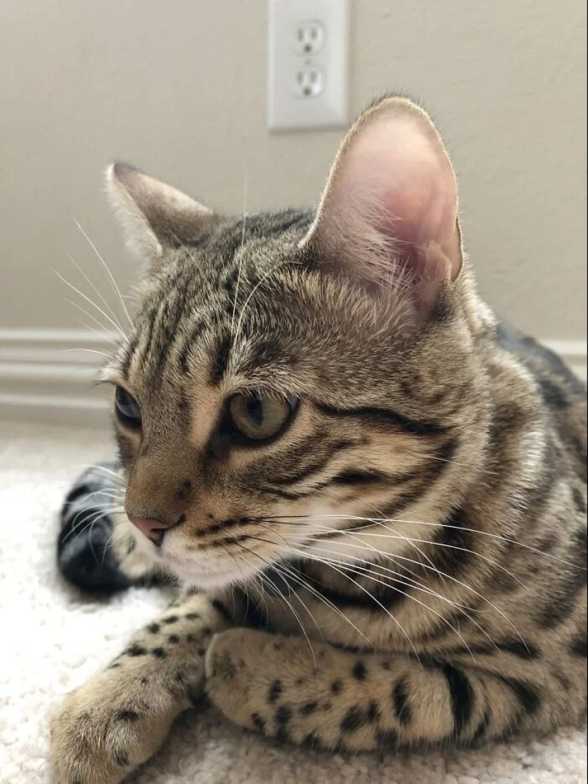 "Adventurous kitty is looking for a couple..." — profiles of cats on dating sites