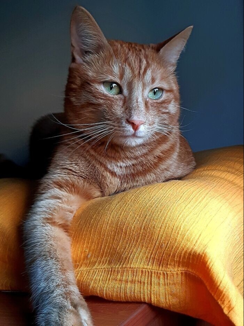 "Adventurous kitty is looking for a couple..." — profiles of cats on dating sites