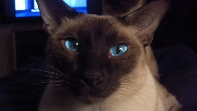 "Adventurous kitty is looking for a couple..." — profiles of cats on dating sites