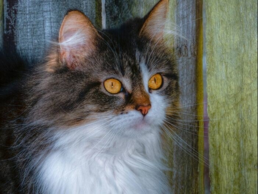 "Adventurous kitty is looking for a couple..." — profiles of cats on dating sites