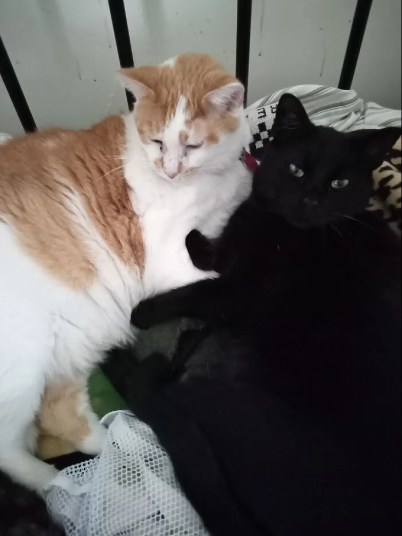 "Adventurous kitty is looking for a couple..." — profiles of cats on dating sites