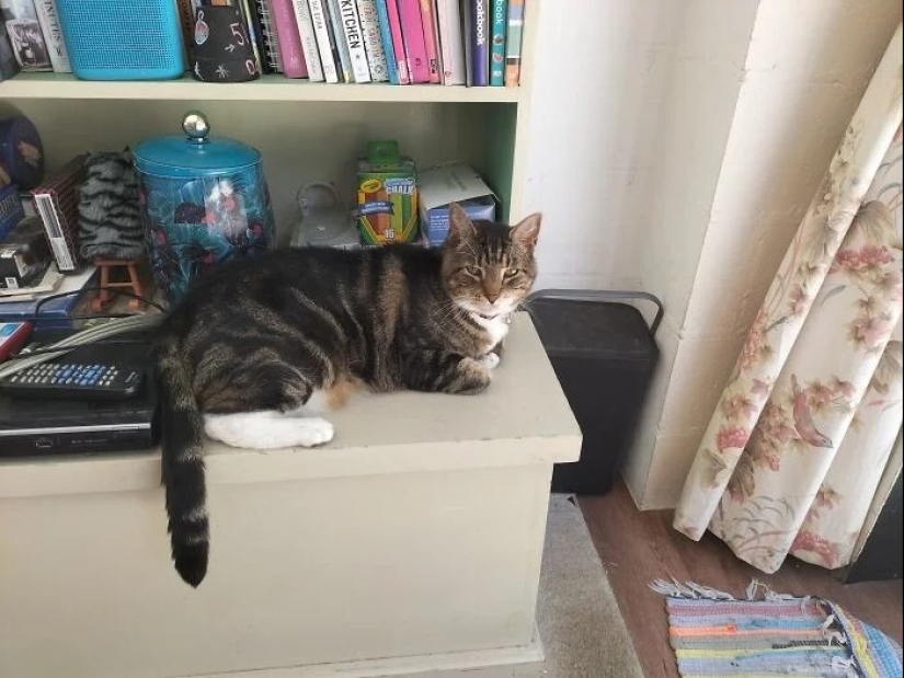 "Adventurous kitty is looking for a couple..." — profiles of cats on dating sites