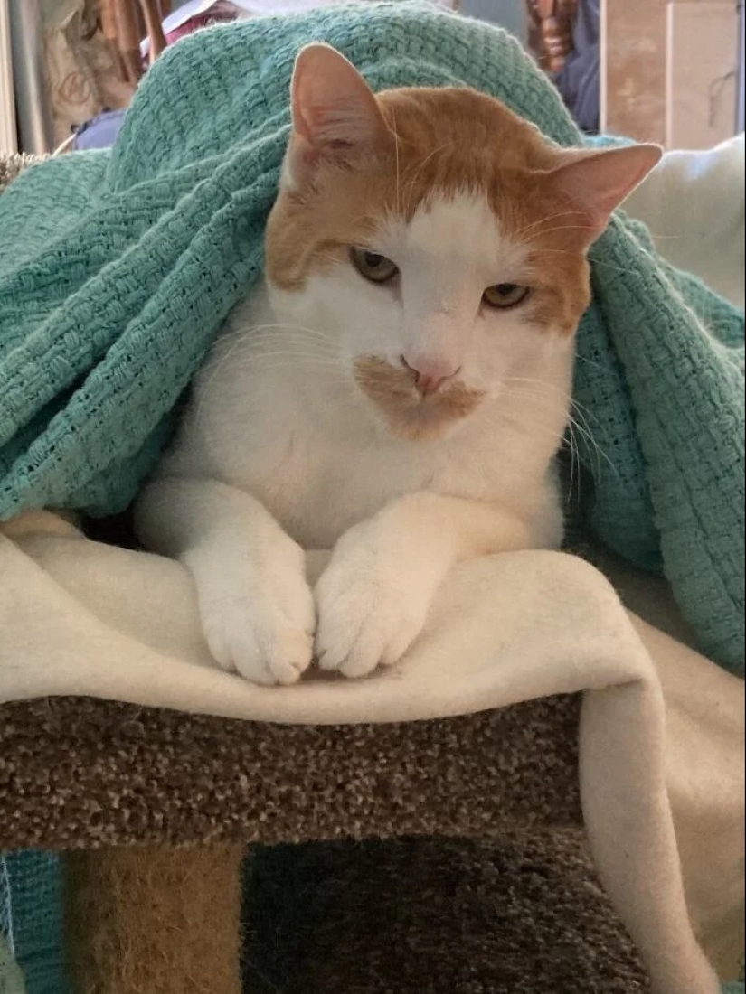 "Adventurous kitty is looking for a couple..." — profiles of cats on dating sites