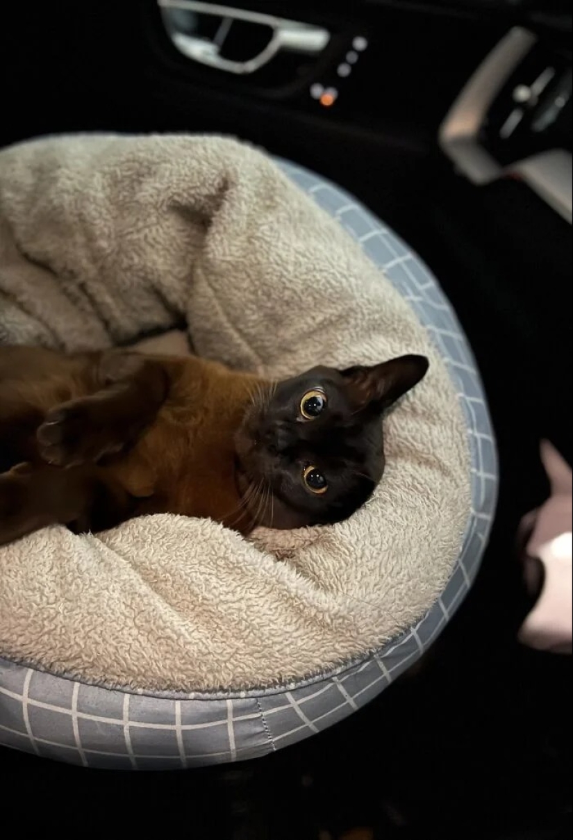 "Adventurous kitty is looking for a couple..." — profiles of cats on dating sites