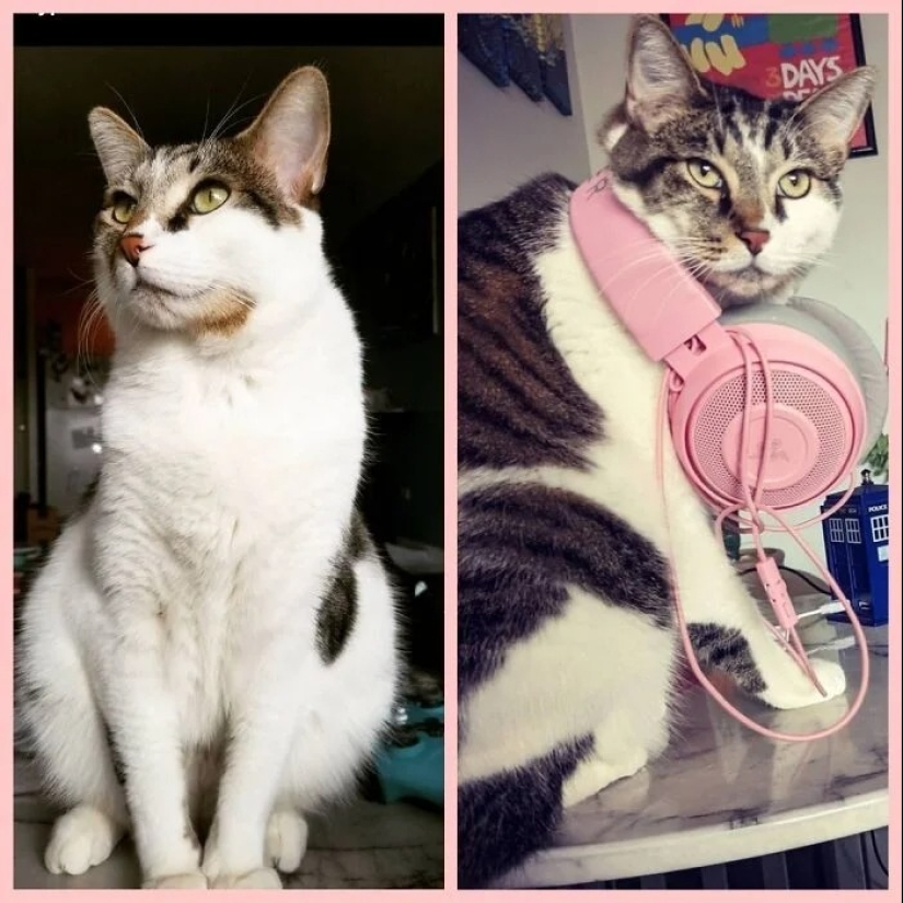 "Adventurous kitty is looking for a couple..." — profiles of cats on dating sites