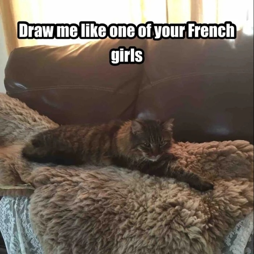 "Adventurous kitty is looking for a couple..." — profiles of cats on dating sites