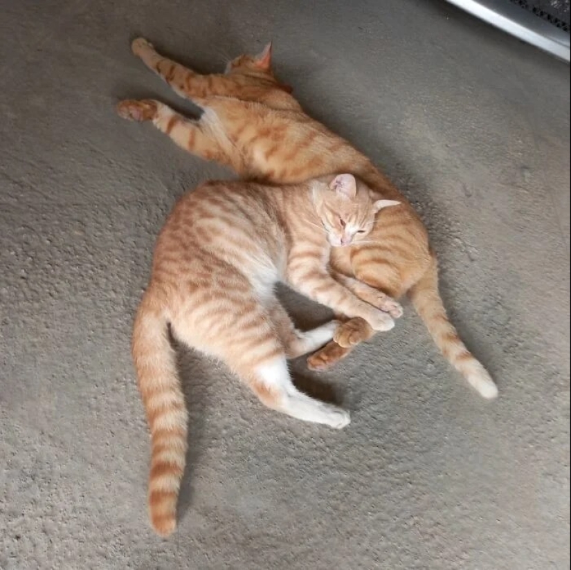 "Adventurous kitty is looking for a couple..." — profiles of cats on dating sites