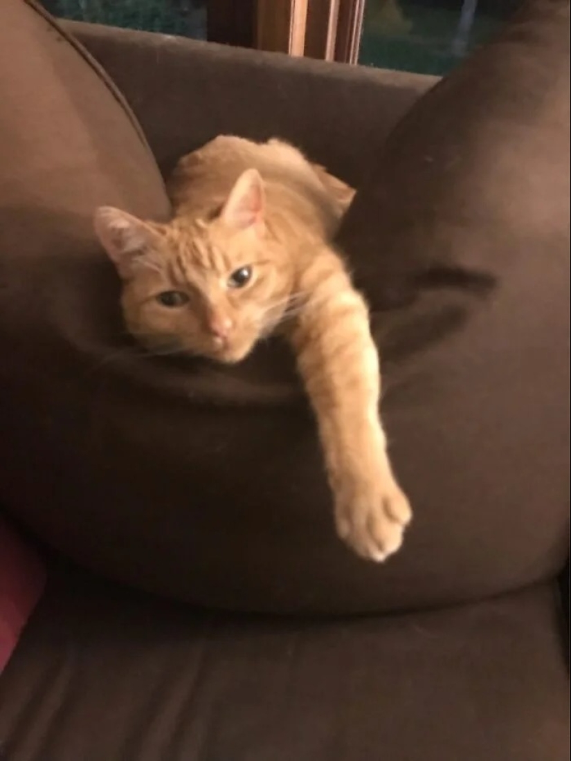 "Adventurous kitty is looking for a couple..." — profiles of cats on dating sites