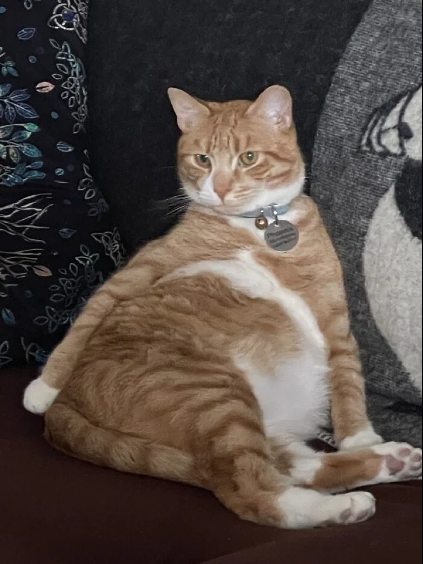 "Adventurous kitty is looking for a couple..." — profiles of cats on dating sites