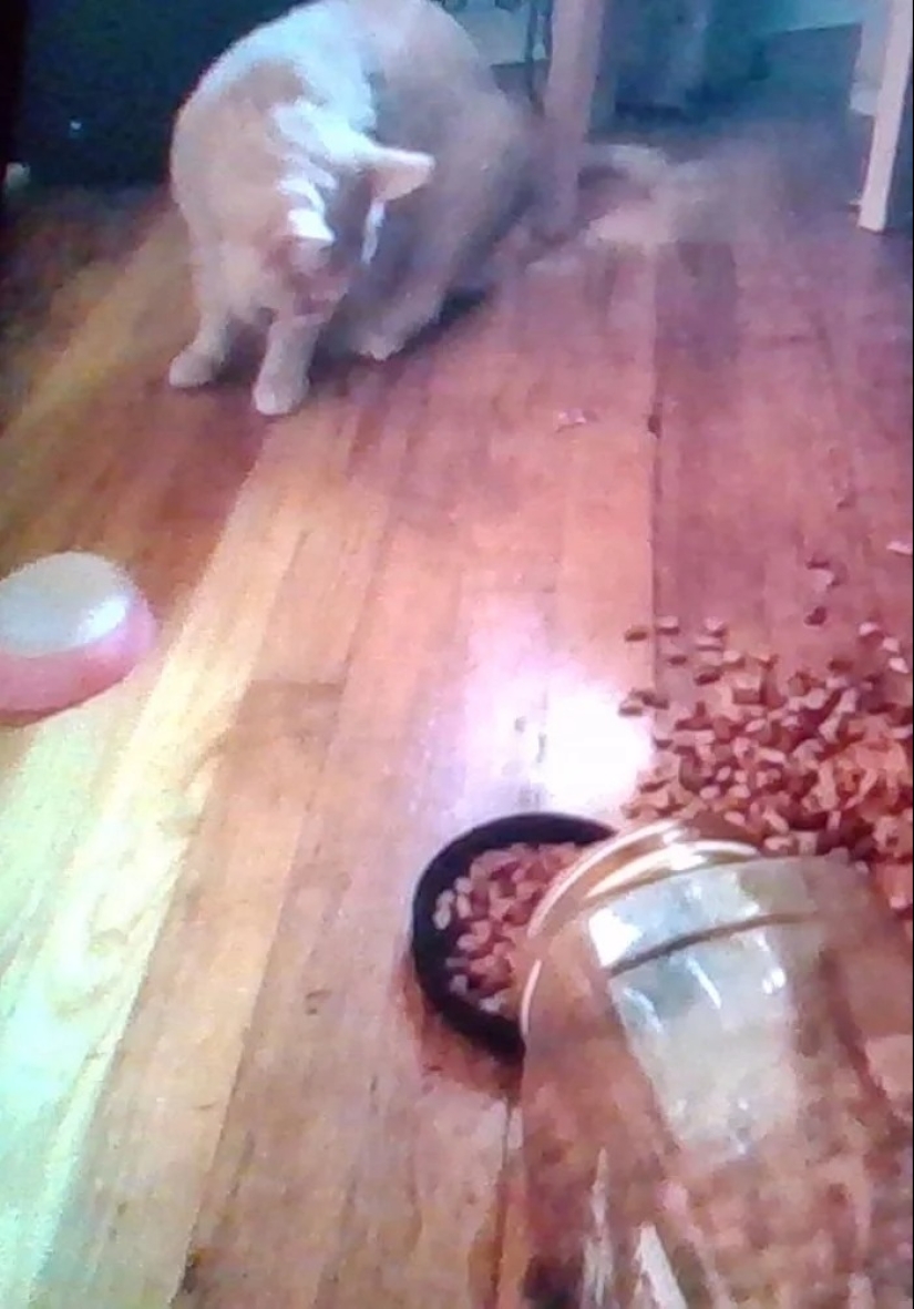 "Adventurous kitty is looking for a couple..." — profiles of cats on dating sites