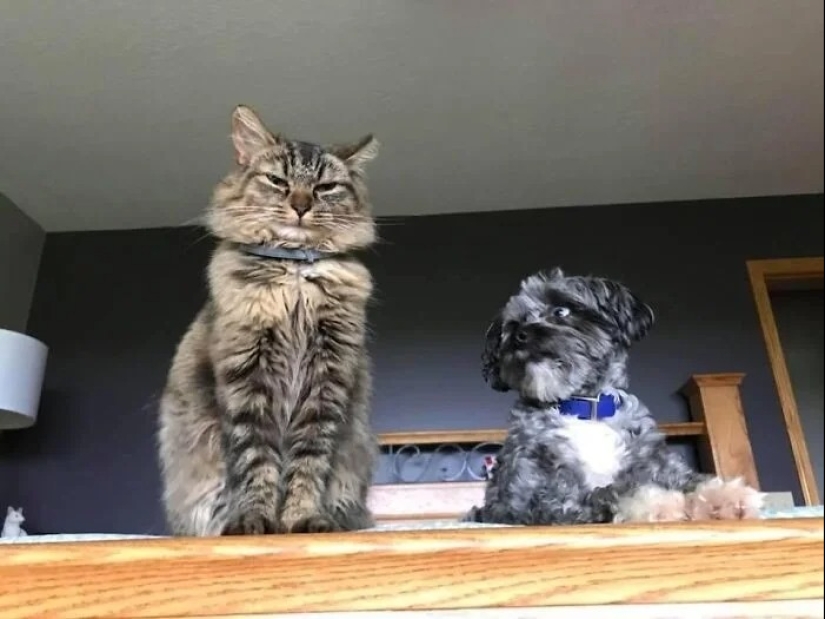 "Adventurous kitty is looking for a couple..." — profiles of cats on dating sites