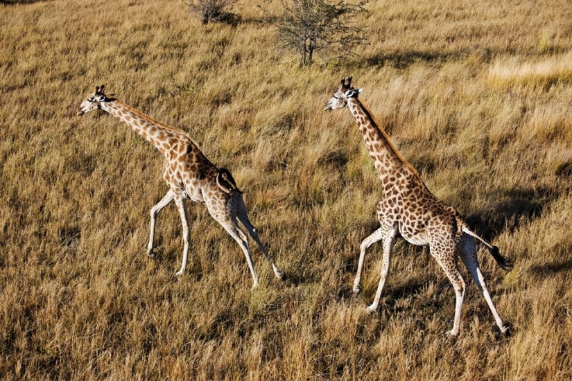 africa aerial view