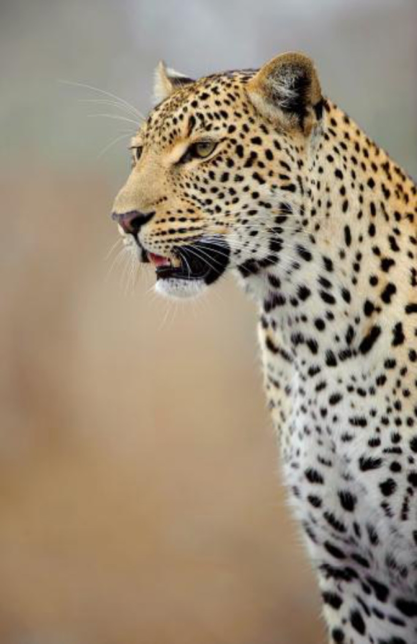 African leopards in photographs by Greg du Toit