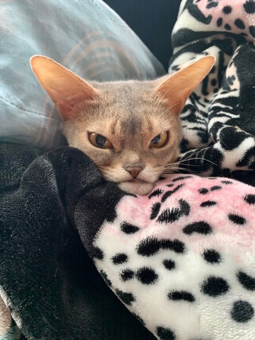 Ahora se Kus! 15 divertido fotos grumpy cat