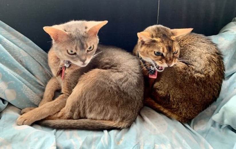 Ahora se Kus! 15 divertido fotos grumpy cat