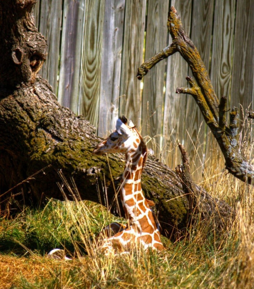 ¿Alguna vez te has preguntado cómo duermen las jirafas? ¿Alguna vez te has preguntado cómo duermen las jirafas?