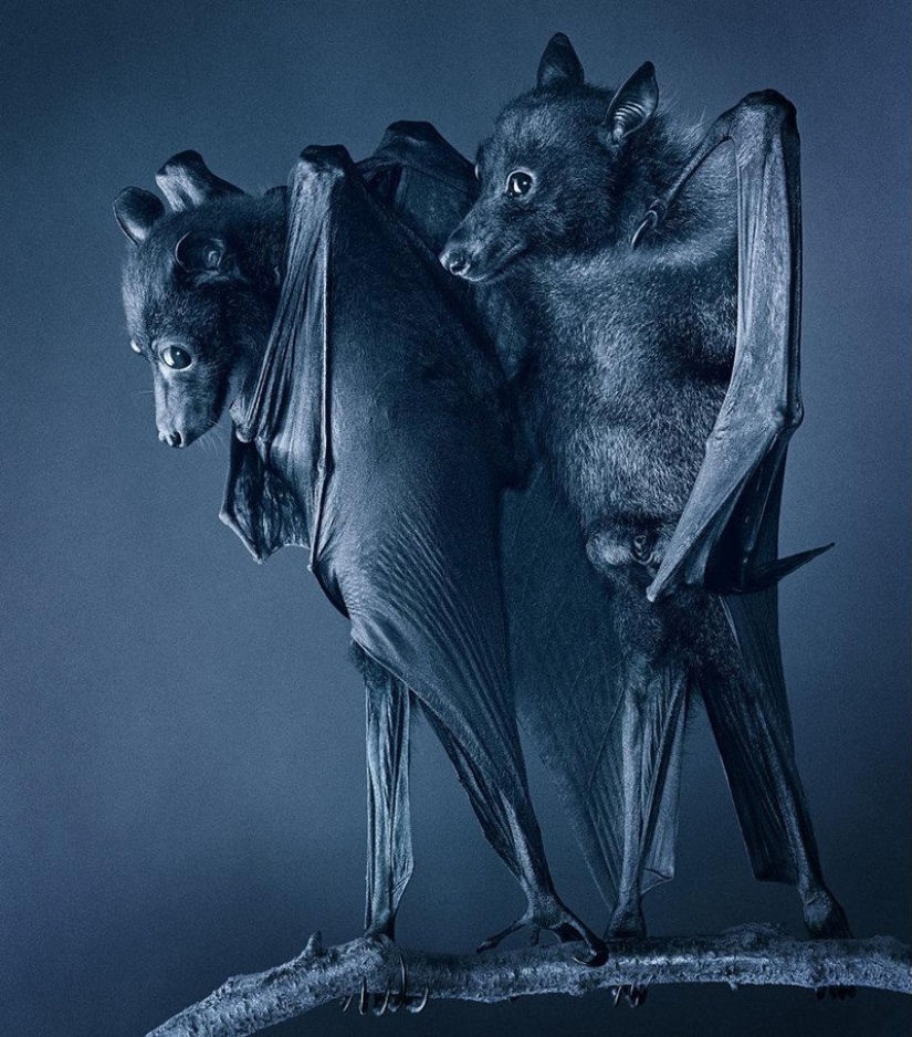 Almost like people. Animals in pictures by Tim Flach Almost like people. Animals in pictures by Tim Flach