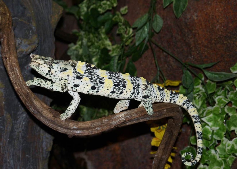 Amazing creatures of Madagascar