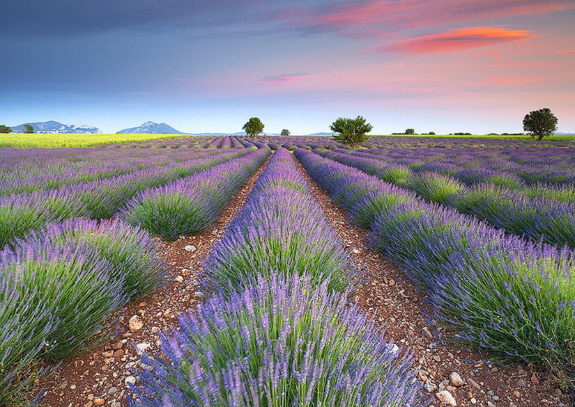 Amazing lavender fields all over the world Amazing lavender fields all over the world