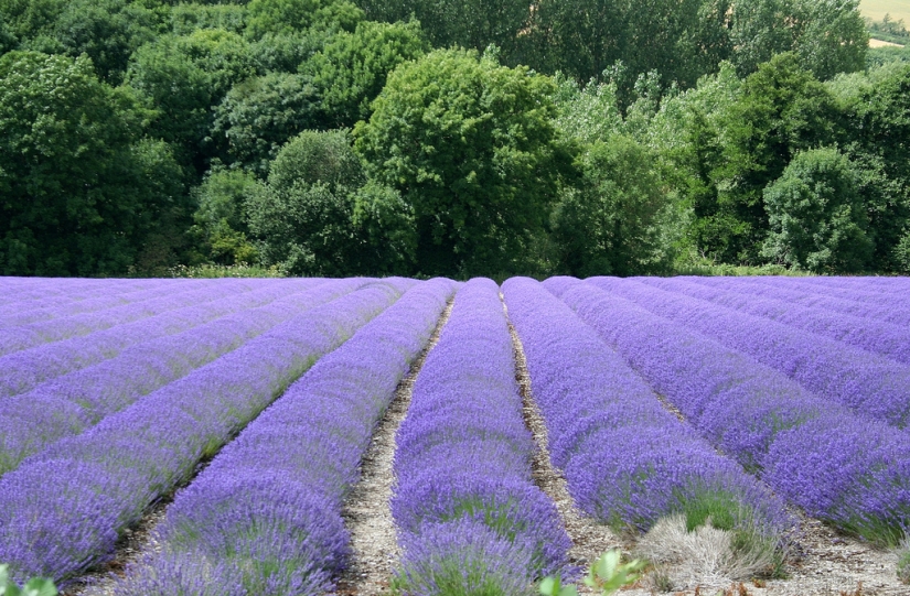 Amazing lavender fields all over the world Amazing lavender fields all over the world