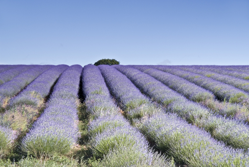 Amazing lavender fields all over the world Amazing lavender fields all over the world