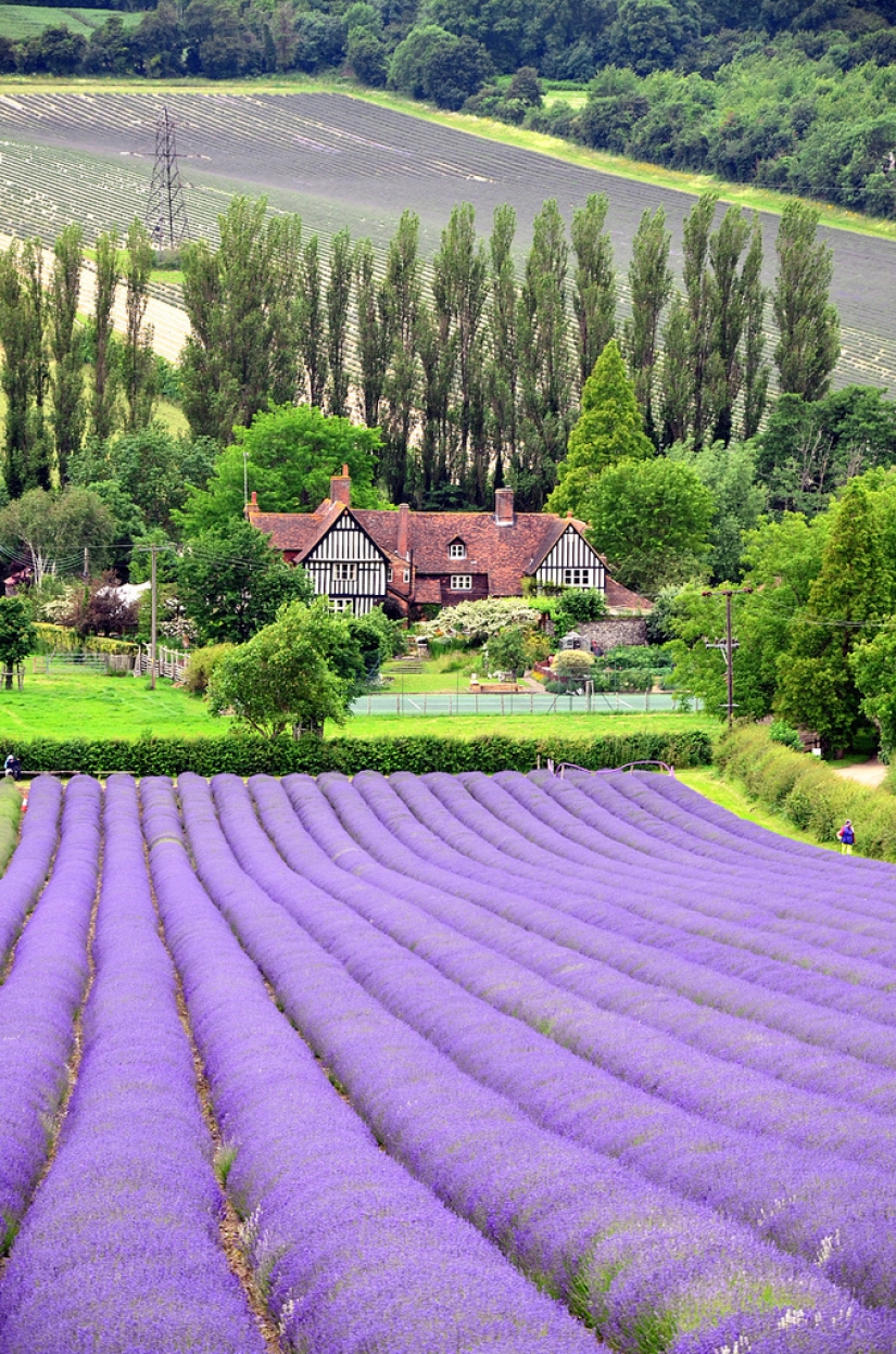 Amazing lavender fields all over the world Amazing lavender fields all over the world