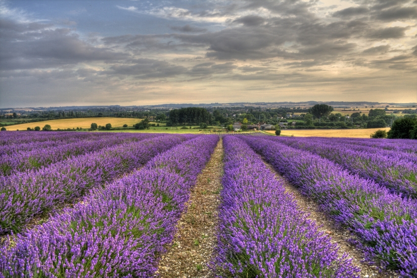 Amazing lavender fields all over the world Amazing lavender fields all over the world