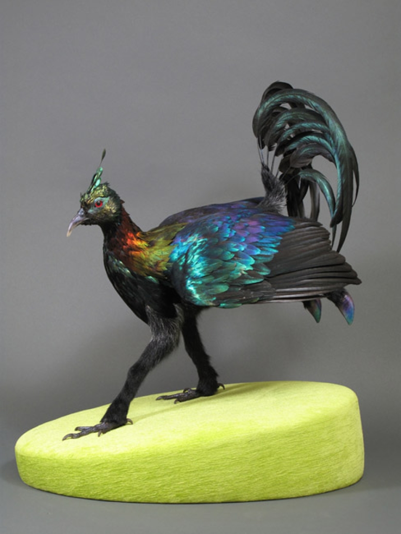 Amazing taxidermy by Enrique Gomez de Molina
