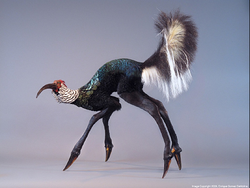 Amazing taxidermy by Enrique Gomez de Molina