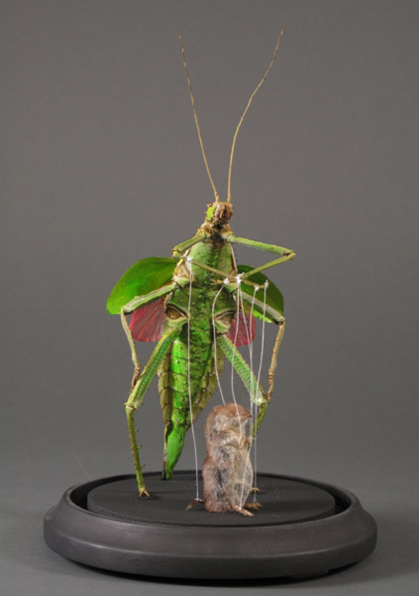 Amazing taxidermy by Enrique Gomez de Molina