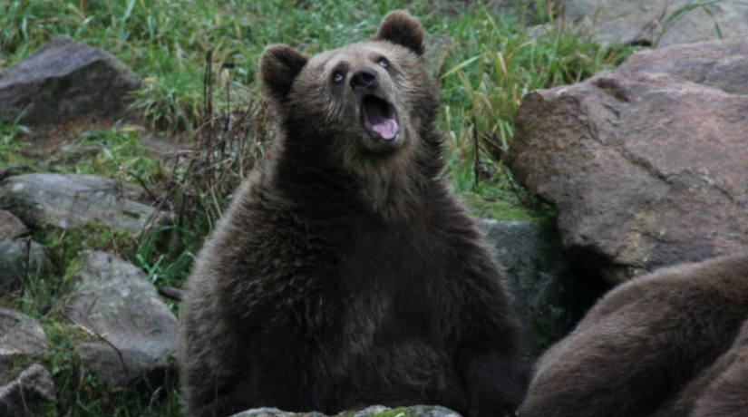 An Awkward moment of nonphotogenicity for animals An Awkward moment of nonphotogenicity for animals