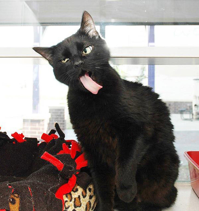 An Awkward moment of nonphotogenicity for animals An Awkward moment of nonphotogenicity for animals