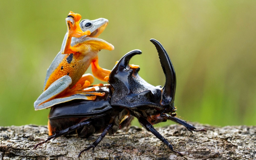 And who gets the 25 funniest frogs?