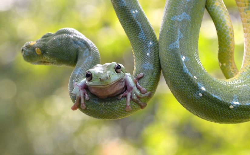 And who gets the 25 funniest frogs?