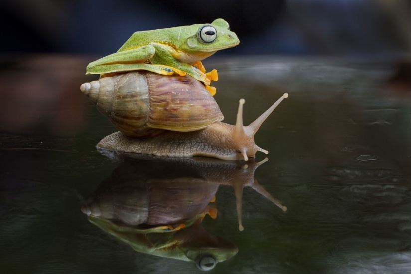 And who gets the 25 funniest frogs?