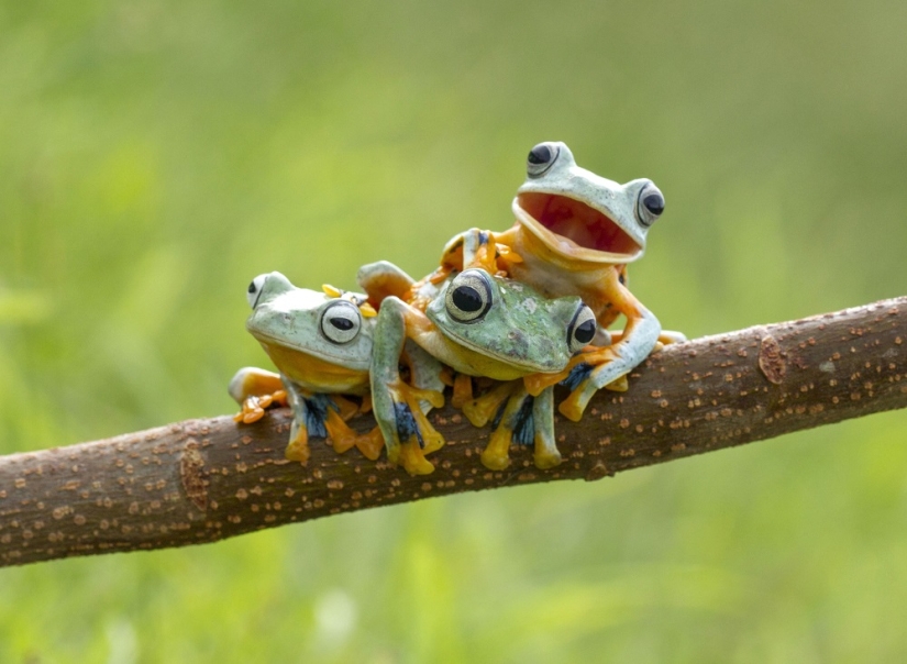 And who gets the 25 funniest frogs?