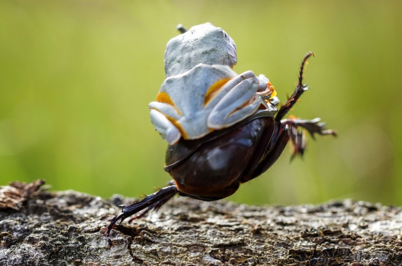 And who gets the 25 funniest frogs?