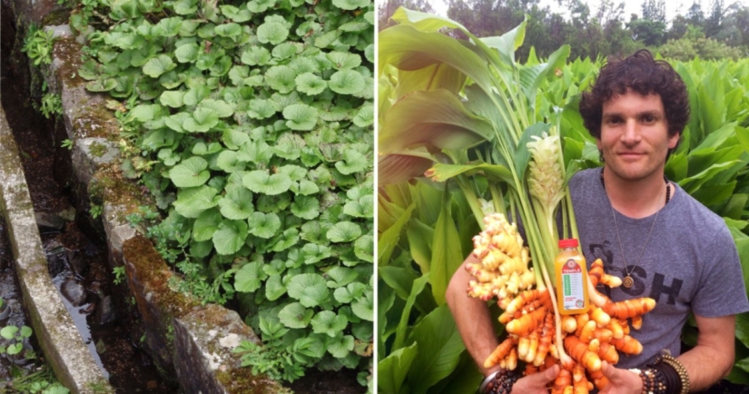 And you didn't know: 10 photos showing how famous products grow