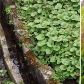 And you didn't know: 10 photos showing how famous products grow