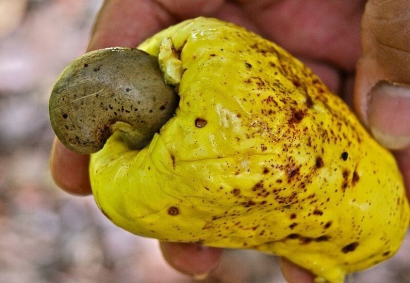 And you didn't know: 10 photos showing how famous products grow