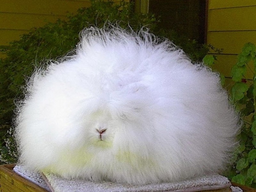 Angora rabbit is the fluffiest rabbit in the world