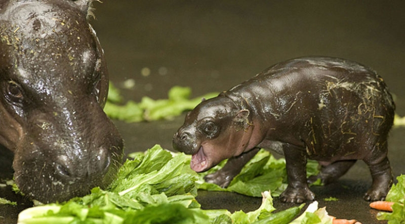 Animales bebés en fotografías. Animales bebés en fotografías.