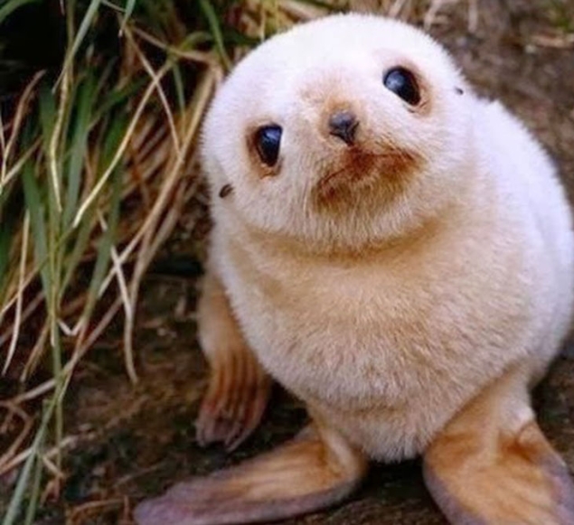 Animales bebés insoportablemente lindos que harán que su día sea mejor